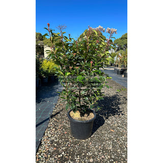 Photinia Red Robin Extra Large 400Mm Pot. Plants