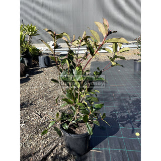 Photinia Red Robin Large 300Mm Pot. Plants