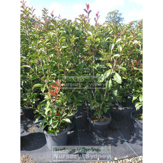 Photinia Red Robin Large 300Mm Pot. Plants