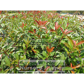 Photinia Red Robin Large 300Mm Pot. Plants