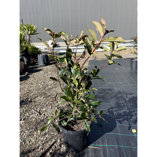 Photinia Red Robin Large 300Mm Pot. Plants