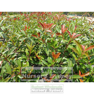 Photinia Red Robin Large 300Mm Pot. Plants
