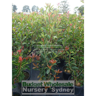 Photinia Red Robin Large 300Mm Pot. Plants