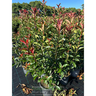 Photinia Red Robin Large 300Mm Pot. Plants
