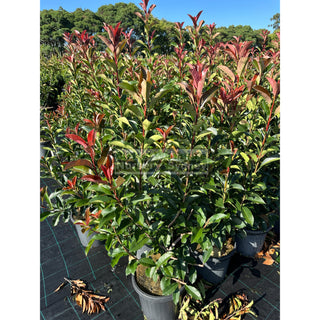 Photinia Red Robin Large 300Mm Pot. Plants