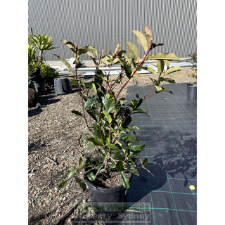 Photinia Red Robin Large 300Mm Pot. Plants