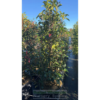 Photinia Red Robin XXLarge 500mm Pot - Plants