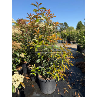 Photinia Red Robin XXLarge 500mm Pot Plants
