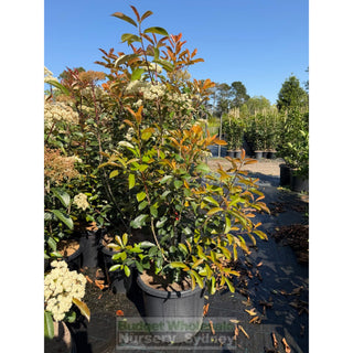 Photinia Red Robin XXLarge 500mm Pot Plants