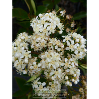 Photinia Robusta 200Mm Pot Plants