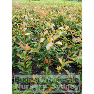 Photinia Robusta 200Mm Pot Plants