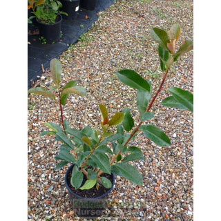 Photinia Robusta 200Mm Pot Plants