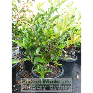 Photinia Robusta 300Mm Pot Plants