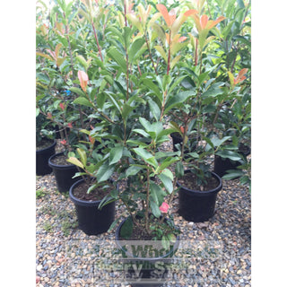 Photinia Robusta 300Mm Pot Plants