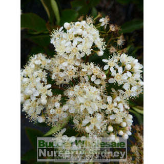 Photinia Robusta 300Mm Pot Plants