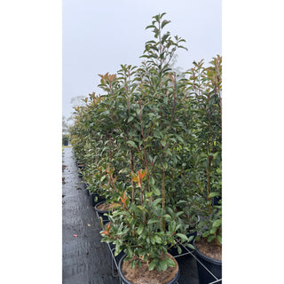 Photinia Robusta 500mm pot - Plants