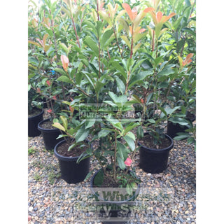 Photinia Robusta 300Mm Pot Plants