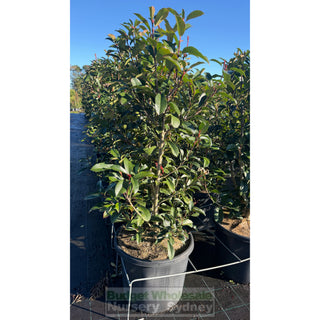 Photinia Robusta 500mm pot - Plants