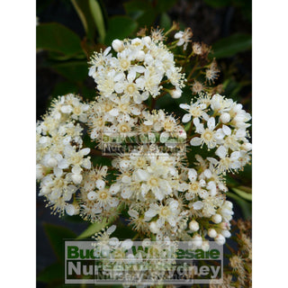 Photinia Robusta 300Mm Pot Plants