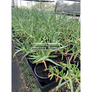 Pig Face 150Mm Pot Carpobrotus Glaucescens 140Mm Pot Plants