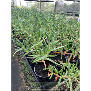Pig Face 150Mm Pot Carpobrotus Glaucescens 140Mm Pot Plants