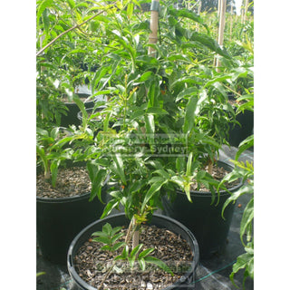 Pink Jasmine 200Mm Pot Jasminum Polyanthum Plants