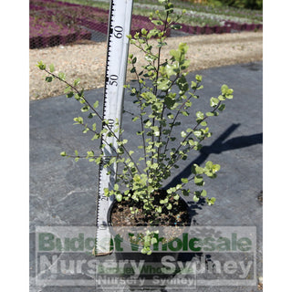 Pittosporum James Sterling 200Mm Pots Plants
