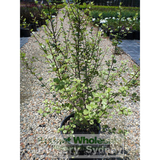 Pittosporum James Sterling 200Mm Pots Plants