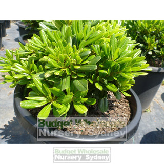 Pittosporum Miss Muffet 300Mm Pot. Plants