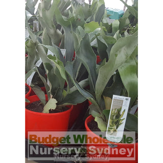 Platycerium Bifurcatum (Elkhorn) 170Mm Pot Default Type