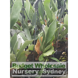 Platycerium Bifurcatum (Elkhorn) 170Mm Pot Default Type