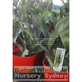 Platycerium Bifurcatum (Elkhorn) 170Mm Pot Default Type