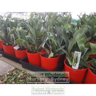 Platycerium Bifurcatum (Elkhorn) 170Mm Pot Default Type