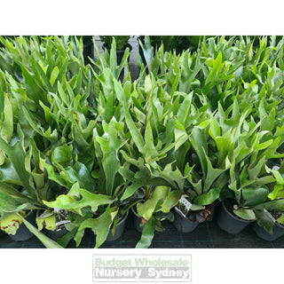 Platycerium Bifurcatum (Elkhorn) 170Mm Pot Default Type