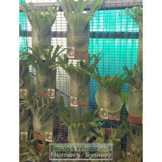 Platycerium Superbum (Staghorn) Medium Default Type