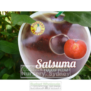 Plum Tree Dwarf Satsuma 4Ltr Default Type