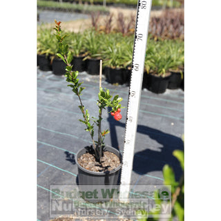 Pomegranate Punica Granatum 200Mm Pots. Edible Fruits Plants