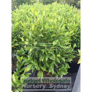 Port Wine Magnolia Large 300Mm Pot. Michelia Figo Plants