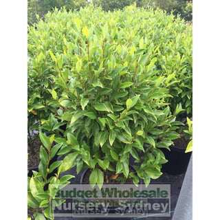 Port Wine Magnolia Large 300Mm Pot. Michelia Figo Plants