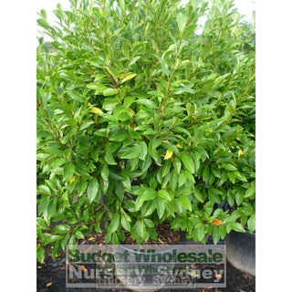 Port Wine Magnolia Xxlarge 400Mm Pot. Michelia Figo Plants