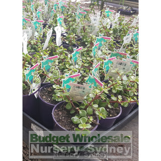 Portulacaria Afra (Jade) 140Mm Default Type