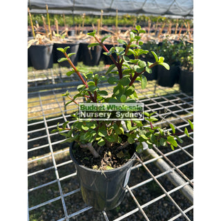 Portulacaria Afra (Dwarf Green Jade) 140Mm Default Type