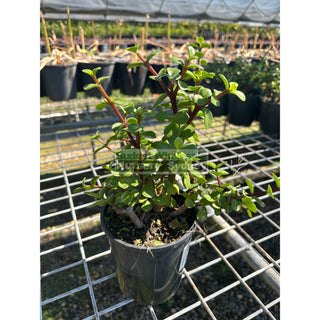 Portulacaria Afra (Dwarf Green Jade) 140Mm Default Type