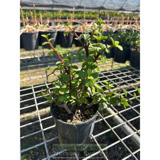 Portulacaria Afra (Dwarf Green Jade) 140Mm Default Type