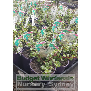 Portulacaria Afra (Jade) 140Mm Default Type