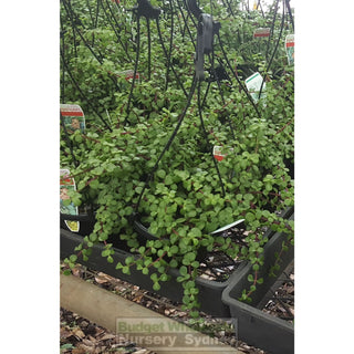 Portulacaria Afra (Jade) Large 170Mm Default Type