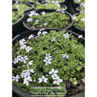 Pratia Blue - Puberula 140Mm Pot Alpine Plants
