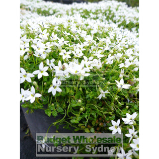Pratia Pedunculata 140Mm Pot Plants