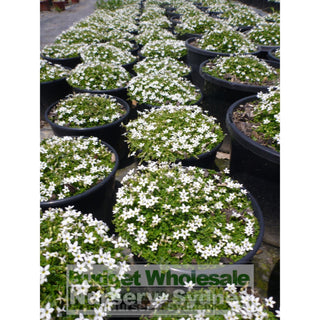 Pratia Pedunculata 140Mm Pot Plants