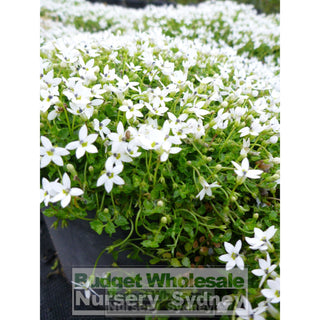 Pratia Pedunculata 140Mm Pot Plants